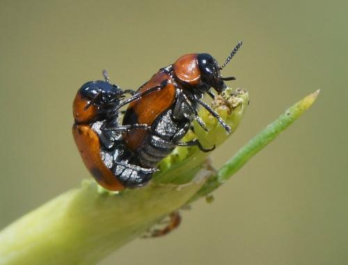 Réf. 235 945 : Coptocephala sp.